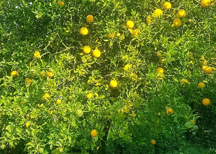 Zsigmond Vendeghaz * Villány